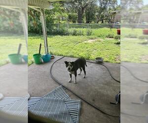 American Staffordshire Terrier-Unknown Mix Dogs for adoption in San Antonio, TX, USA