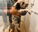 Small Photo #2 Dalmatian Puppy For Sale in GLENDALE, AZ, USA