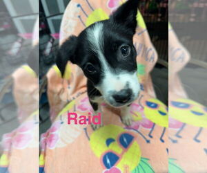 Australian Shepherd-Unknown Mix Dogs for adoption in Ball Ground, GA, USA