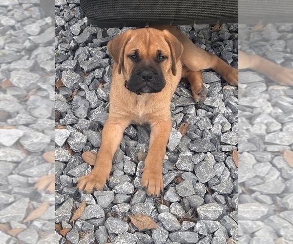 Medium Photo #1 Bullmastiff Puppy For Sale in JAY, FL, USA