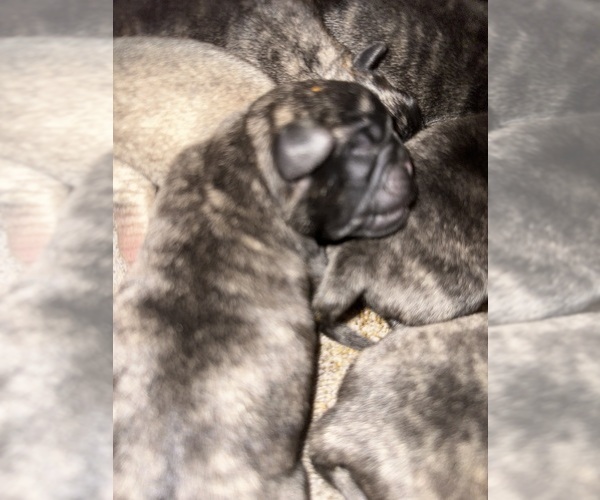 Medium Photo #17 Pug Puppy For Sale in TROY, MO, USA
