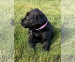 Small Photo #19 Labrador Retriever Puppy For Sale in FREDERICKSBG, OH, USA
