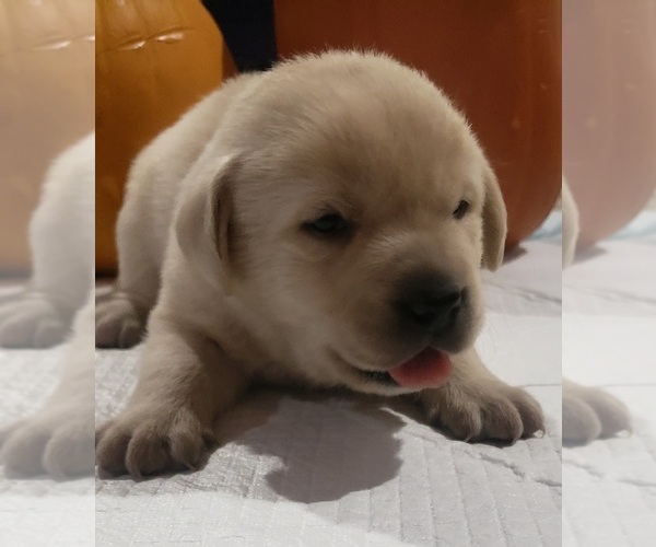 Medium Photo #24 Labrador Retriever Puppy For Sale in OLYMPIA, WA, USA