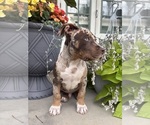 Small American Bully