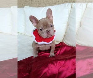 French Bulldog Puppy for sale in LAS VEGAS, NV, USA