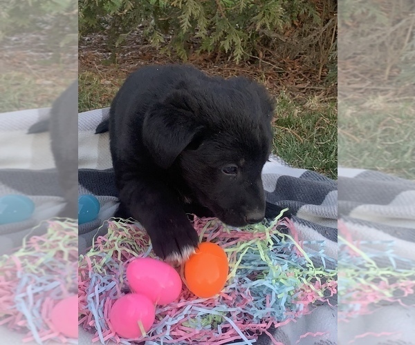 Medium Photo #4 Shepradors Puppy For Sale in KOKOMO, IN, USA