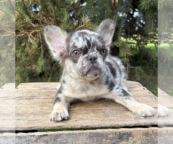 Medium Photo #2 French Bulldog Puppy For Sale in MIDDLEBURY, IN, USA