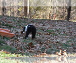 Small Photo #20 Old English Sheepdog Puppy For Sale in MARIONVILLE, MO, USA