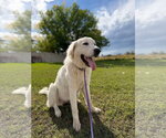 Small #1 Great Pyrenees
