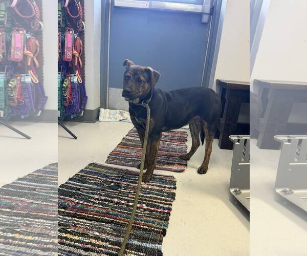 Medium Photo #1 Basenji-Unknown Mix Puppy For Sale in Pryor, OK, USA