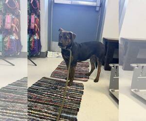 Basenji-Unknown Mix Dogs for adoption in Pryor, OK, USA