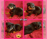 Small Photo #5 Rottweiler Puppy For Sale in EDEN, IN, USA