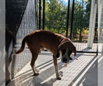 Small #9 Beagle-Coonhound Mix