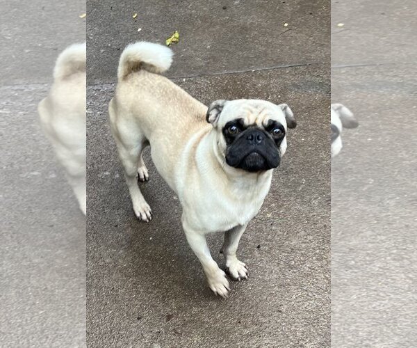 Medium Photo #7 Pug Puppy For Sale in Dana Point, CA, USA