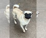 Small #6 Pug