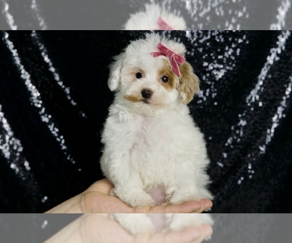 Medium Photo #7 Maltipoo Puppy For Sale in WARSAW, IN, USA