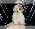 Small #6 Maltipoo
