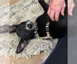 Small #1 Mutt