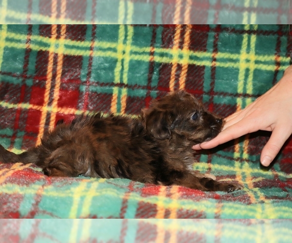 Medium Photo #13 Yorkiepoo mix (+ Poodle Toy) Puppy For Sale in DYERSBURG, TN, USA