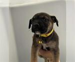 Small German Shepherd Dog Mix