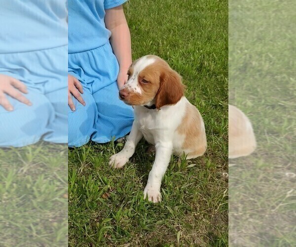 Medium Photo #2 Brittany Puppy For Sale in DOWAGIAC, MI, USA
