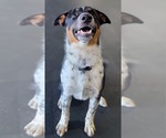 Small #14 Border Collie Mix