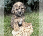 Small #1 Shorkie Tzu