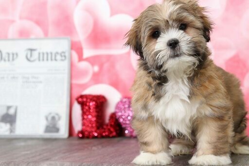 Medium Photo #2 Lhasa Apso Puppy For Sale in BEL AIR, MD, USA