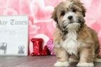 Small Photo #2 Lhasa Apso Puppy For Sale in BEL AIR, MD, USA