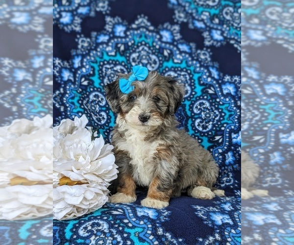 Medium Photo #2 Bernedoodle (Miniature) Puppy For Sale in OXFORD, PA, USA