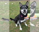 Small #3 Siberian Husky Mix