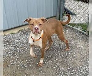 Boxer-Unknown Mix Dogs for adoption in Evansville, IN, USA