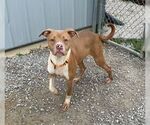 Small Photo #1  Puppy For Sale in , 