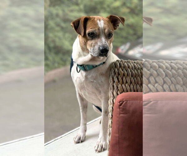 Medium Photo #8 Beagle-Chihuahua Mix Puppy For Sale in Boonton, NJ, USA