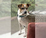 Small #7 Beagle-Chihuahua Mix
