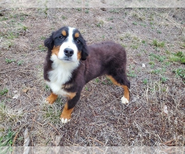 Medium Photo #2 Bernese Mountain Dog Puppy For Sale in BLACK FOREST, CO, USA