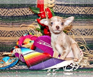 Chihuahua Litter for sale in CHARLESTON, AR, USA