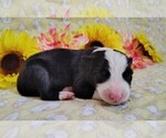 Small #23 Border Collie
