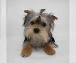 Small Yorkshire Terrier