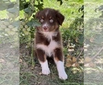 Small Photo #2 Australian Shepherd Puppy For Sale in BEECH GROVE, IN, USA