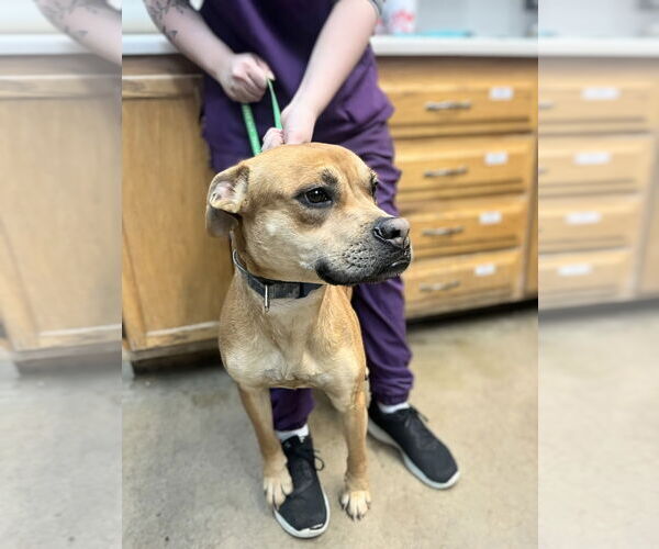 Medium Photo #1 American Staffordshire Terrier-Boxer Mix Puppy For Sale in Maryville, TN, USA