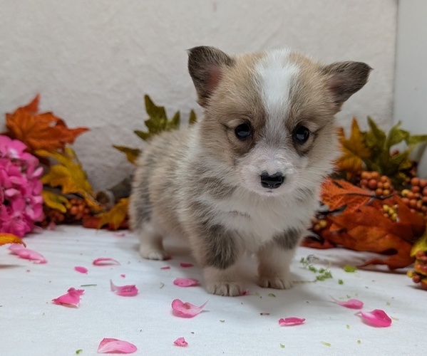 Medium Photo #9 Pembroke Welsh Corgi Puppy For Sale in GOSHEN, IN, USA