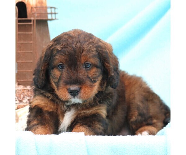 Medium Photo #3 Miniature Bernedoodle Puppy For Sale in GORDONVILLE, PA, USA