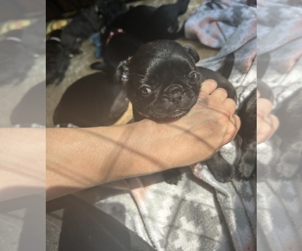 Medium Photo #7 Frenchie Pug Puppy For Sale in BLOOMINGTON, IL, USA