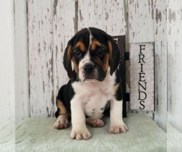 Medium Photo #1 Beabull Puppy For Sale in ARTHUR, IL, USA