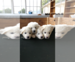 Small Photo #8 Great Pyrenees Puppy For Sale in AMELIA, VA, USA