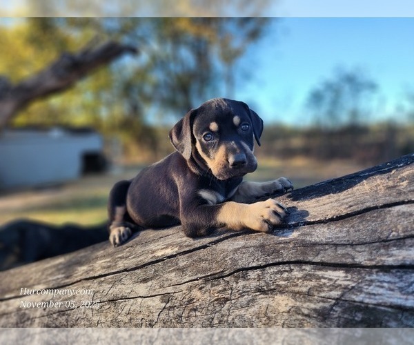 Medium Photo #9 Catahoula Leopard Dog Puppy For Sale in CUMBY, TX, USA
