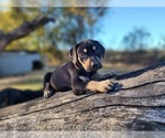 Small #8 Catahoula Leopard Dog