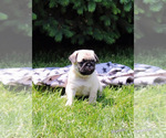 Small Photo #2 Pug Puppy For Sale in NAPPANEE, IN, USA