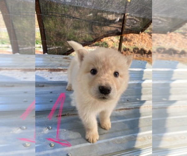 Medium Photo #1 Gerberian Shepsky Puppy For Sale in HAYDEN, AL, USA